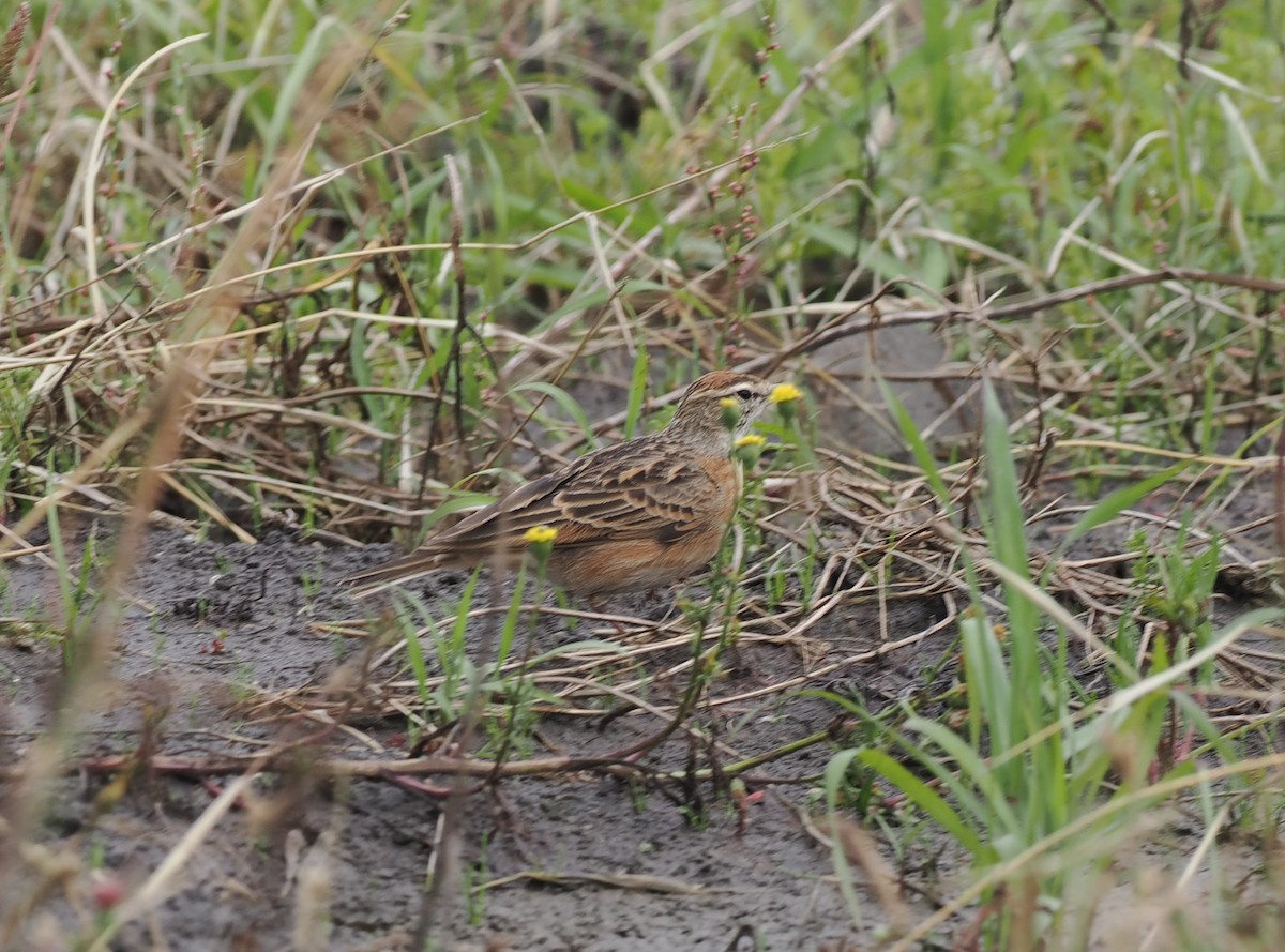Blanford's Lark (Erlanger's) - ML636862304