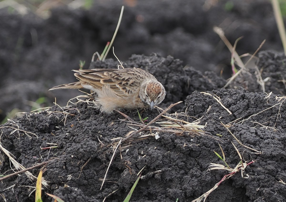 Blanford's Lark (Erlanger's) - ML636862305
