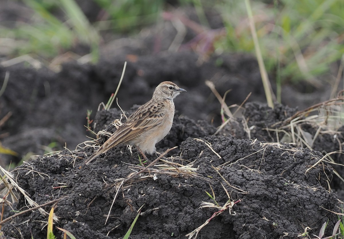 Blanford's Lark (Erlanger's) - ML636862307