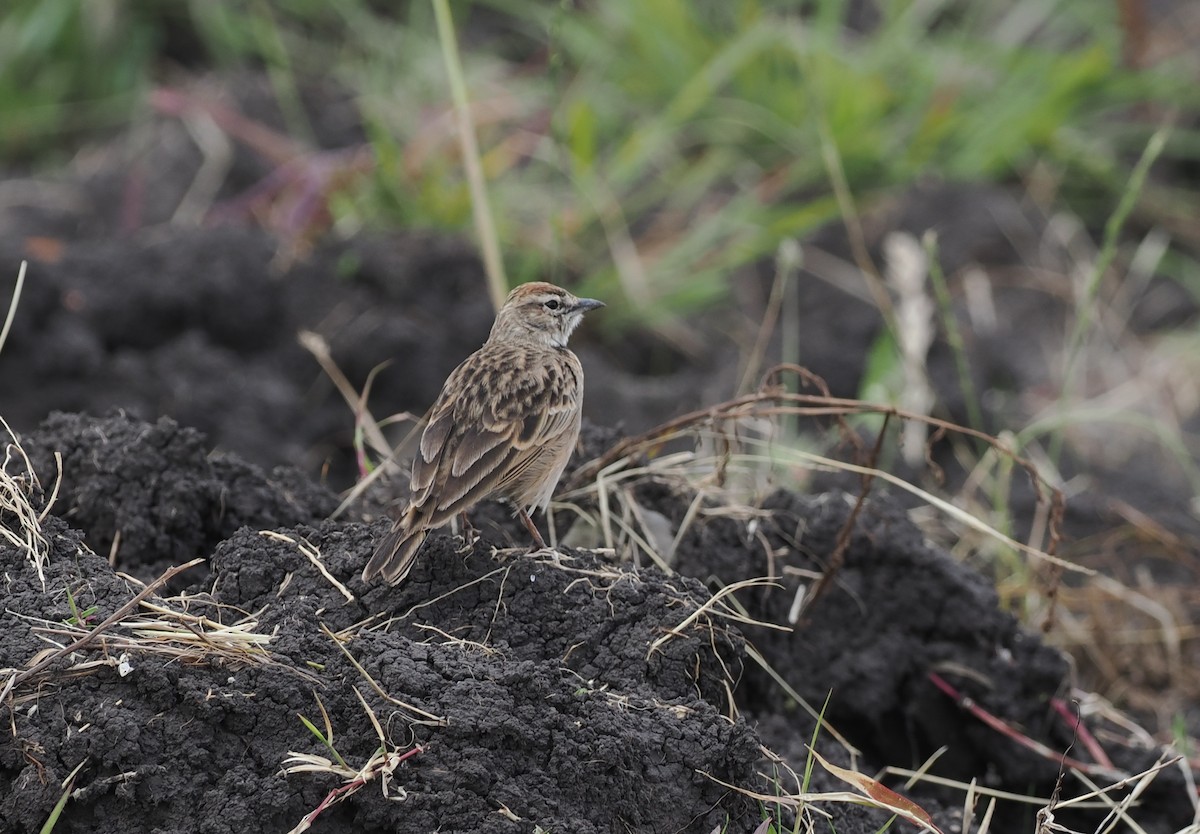 Blanford's Lark (Erlanger's) - ML636862308