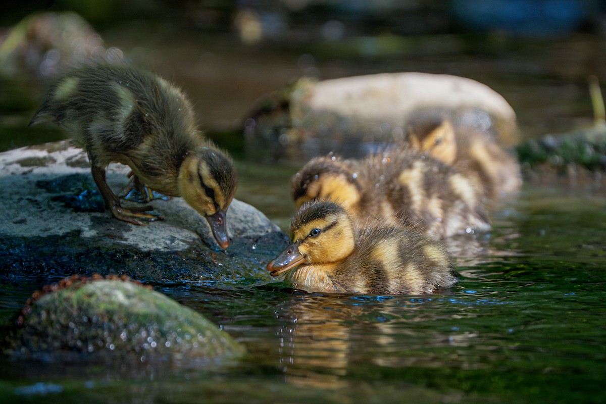 Mallard - ML636862326