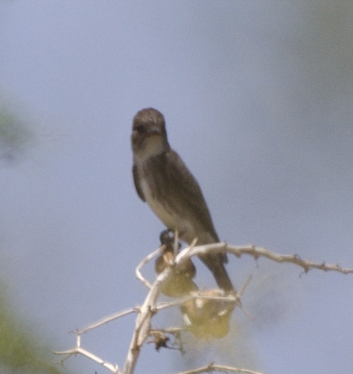 Olivflanken-Schnäppertyrann - ML636862372
