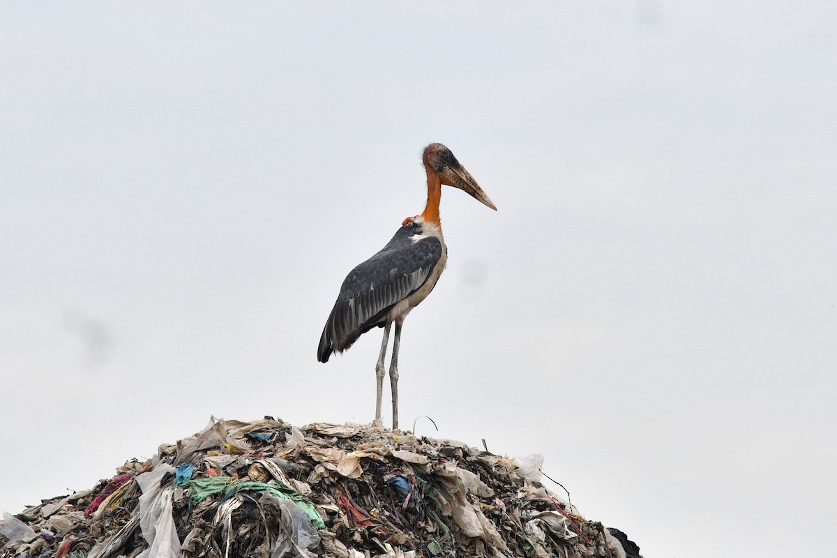 Greater Adjutant - ML636862393