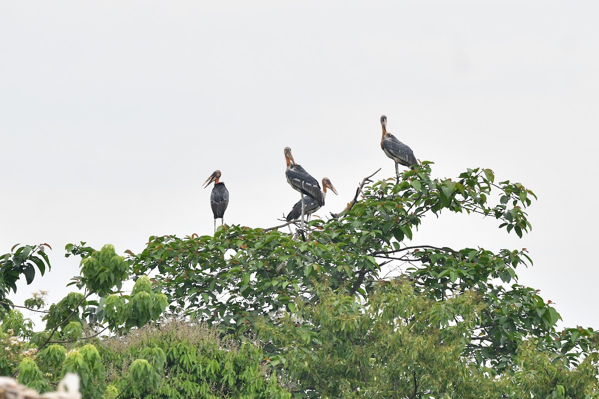 Greater Adjutant - ML636862394