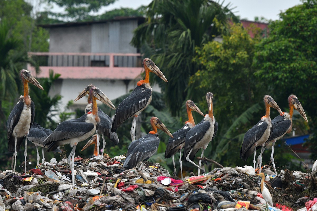 Greater Adjutant - ML636862395