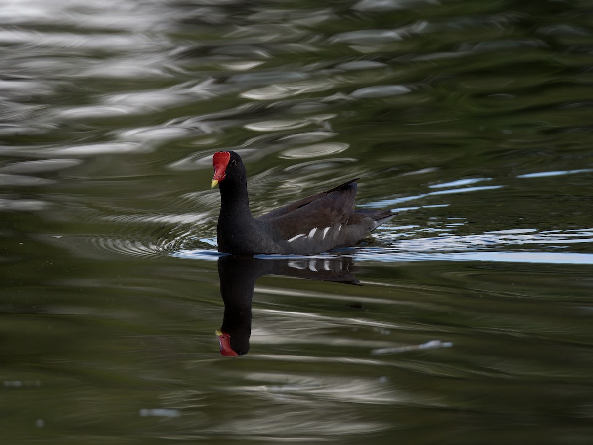 Common Gallinule - ML636862432