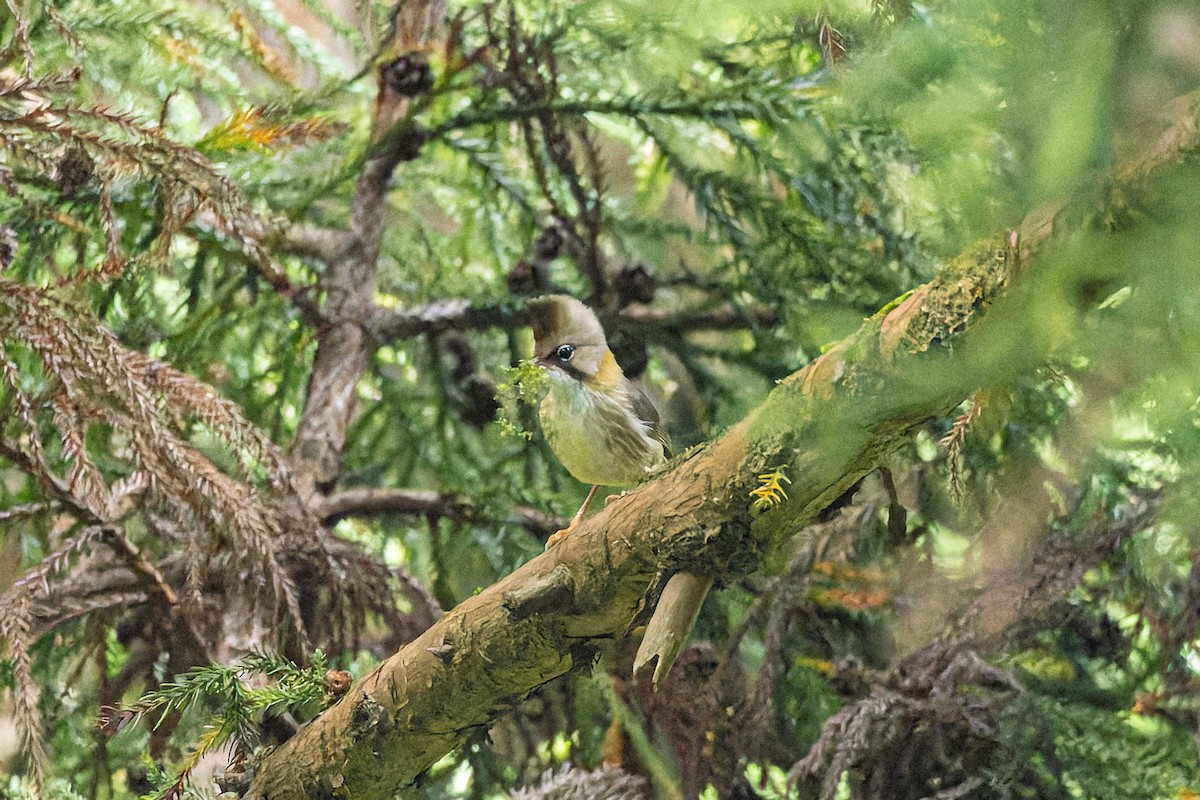 Yuhina Bigotuda - ML636862454