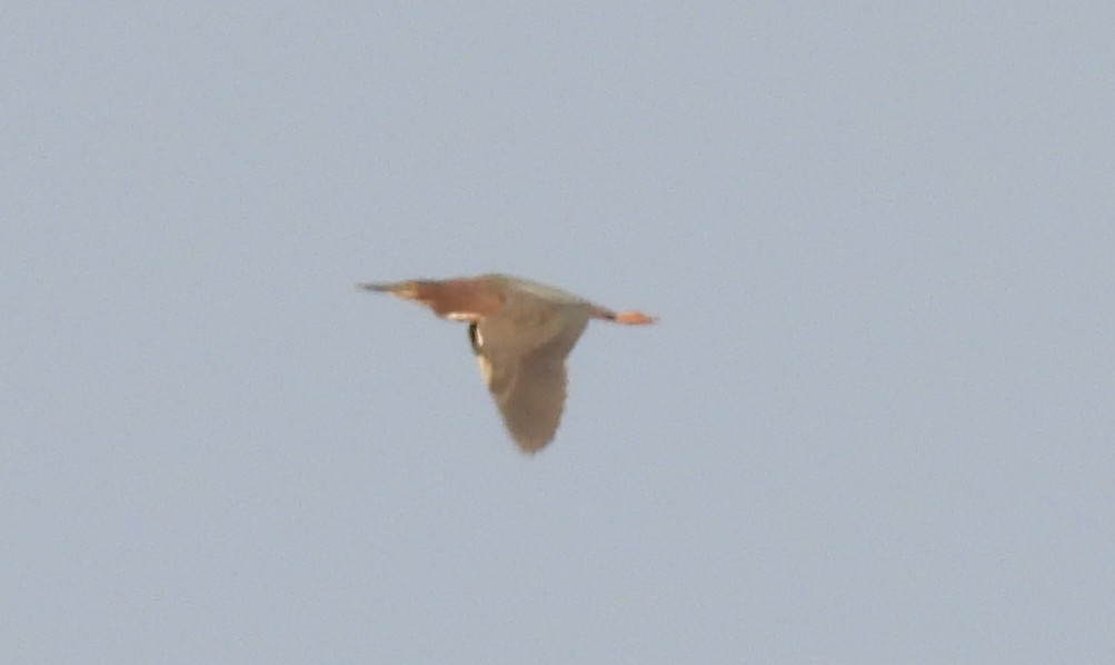 Green Heron - ML636862494