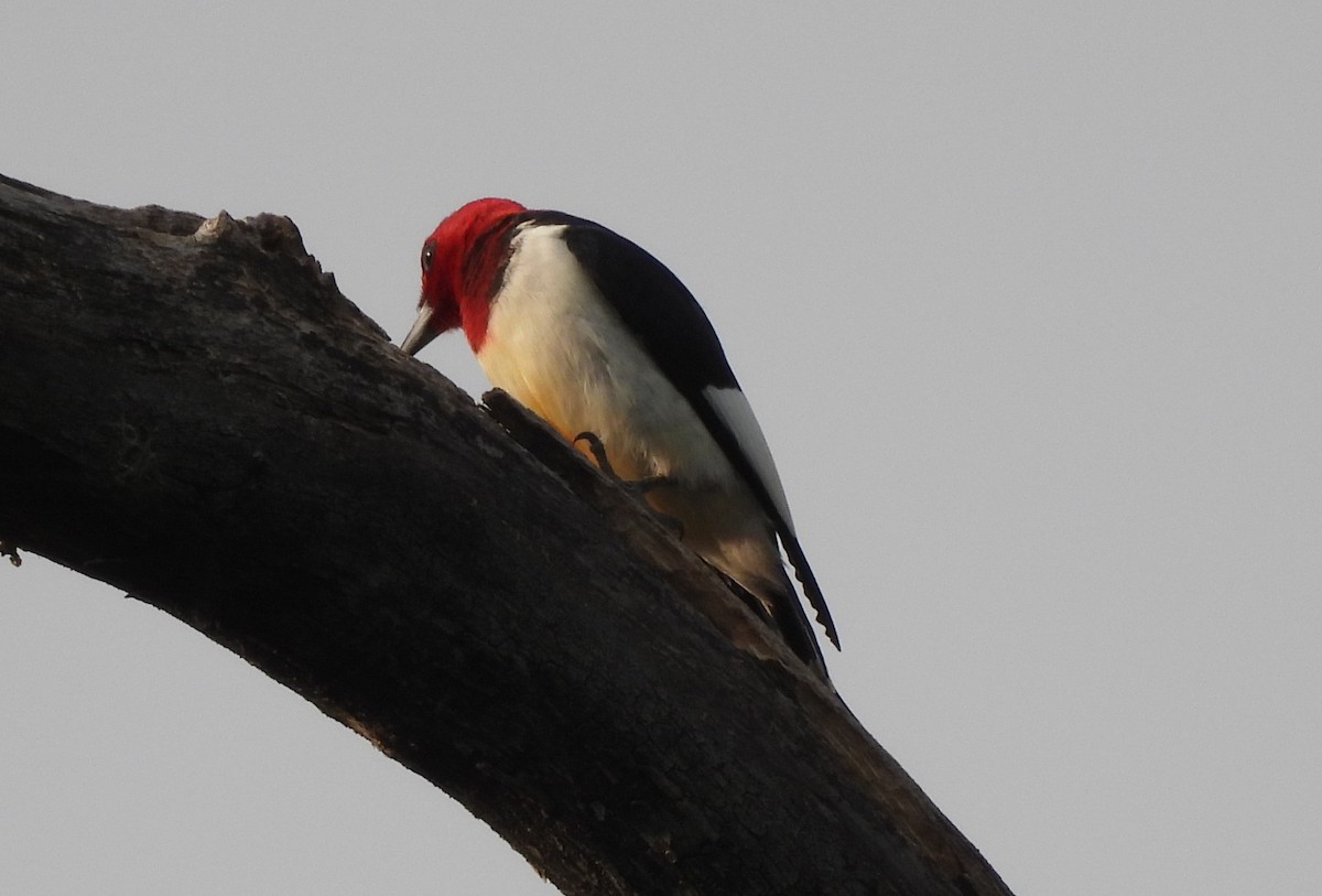 Red-headed Woodpecker - ML636862507