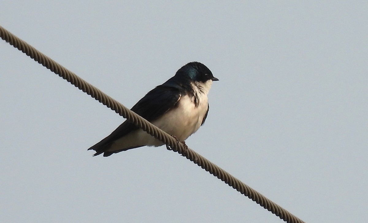 Tree Swallow - ML636862529
