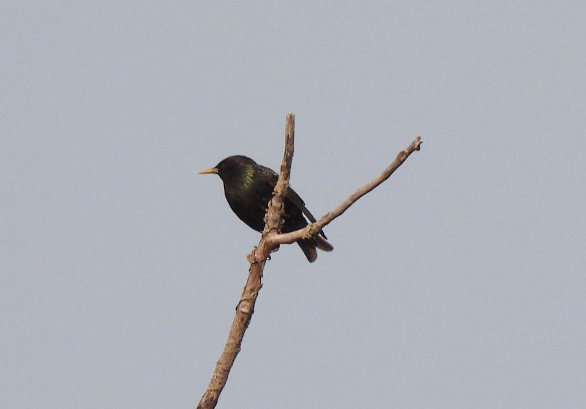 European Starling - ML636862542