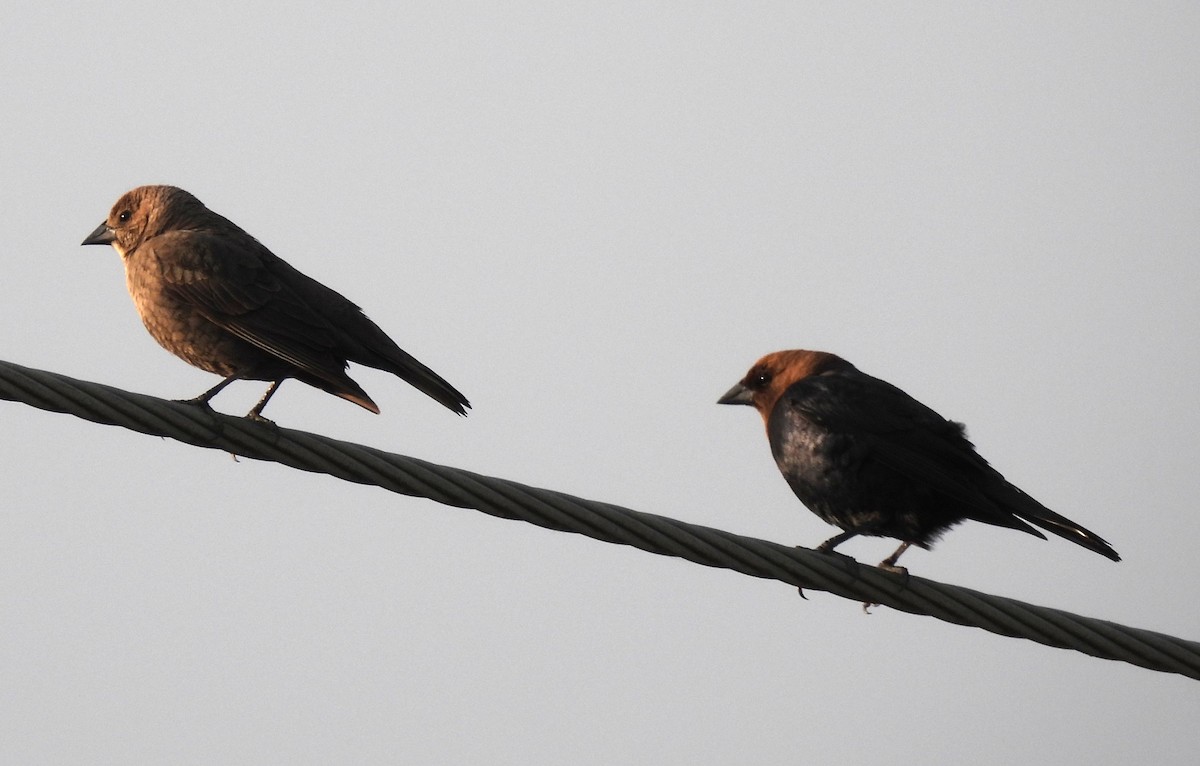 Brown-headed Cowbird - ML636862557