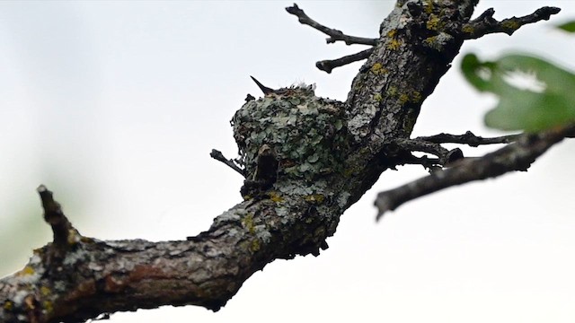 Black-chinned Hummingbird - ML636862565
