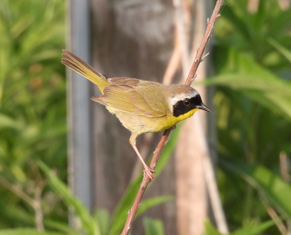 Common Yellowthroat - ML636862573