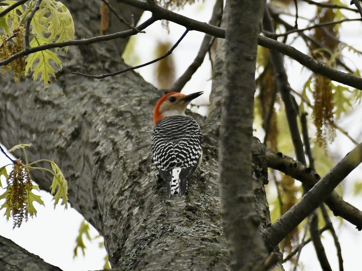 Red-bellied Woodpecker - ML636862601