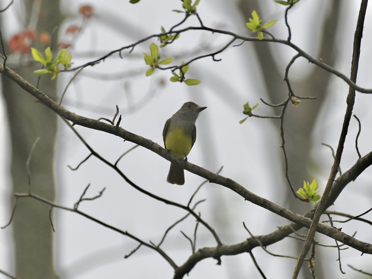 Great Crested Flycatcher - ML636862622