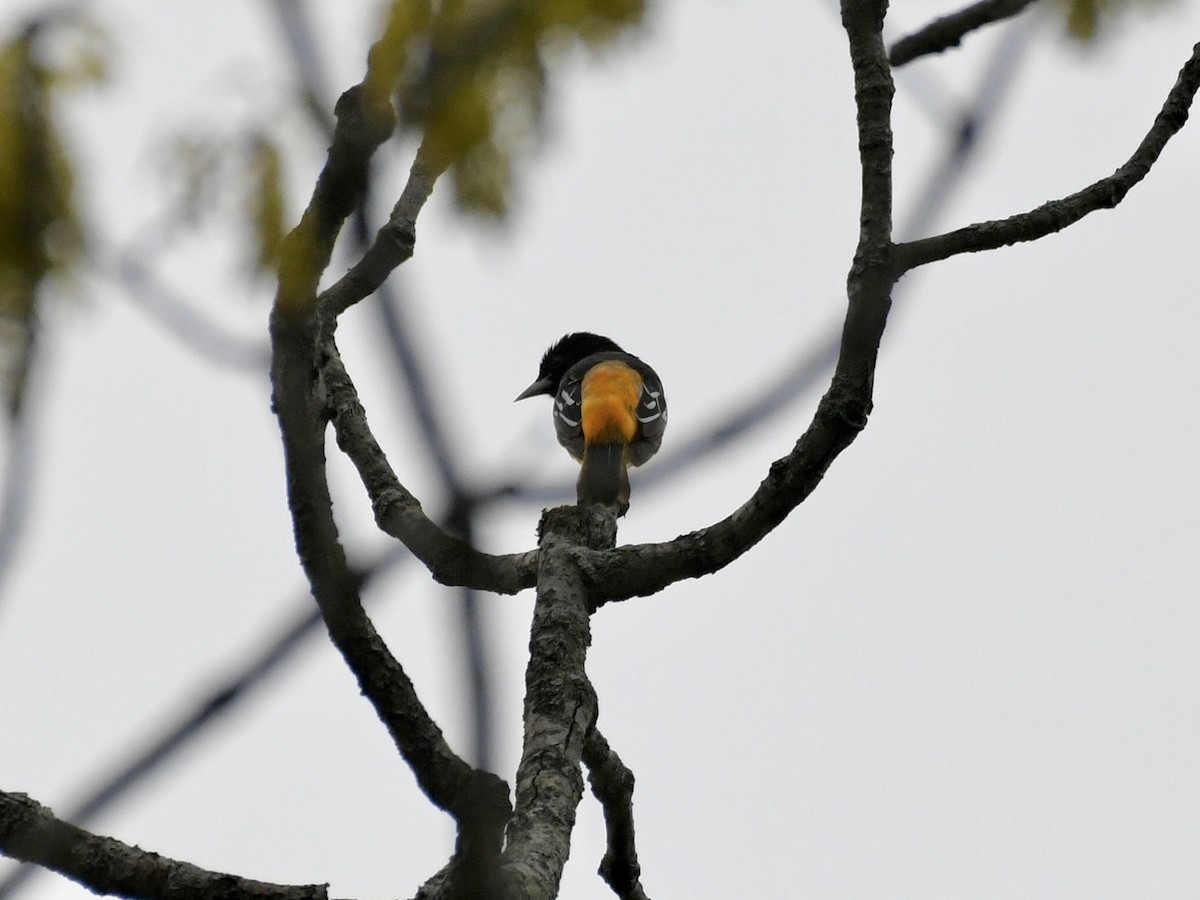 Baltimore Oriole - ML636862646