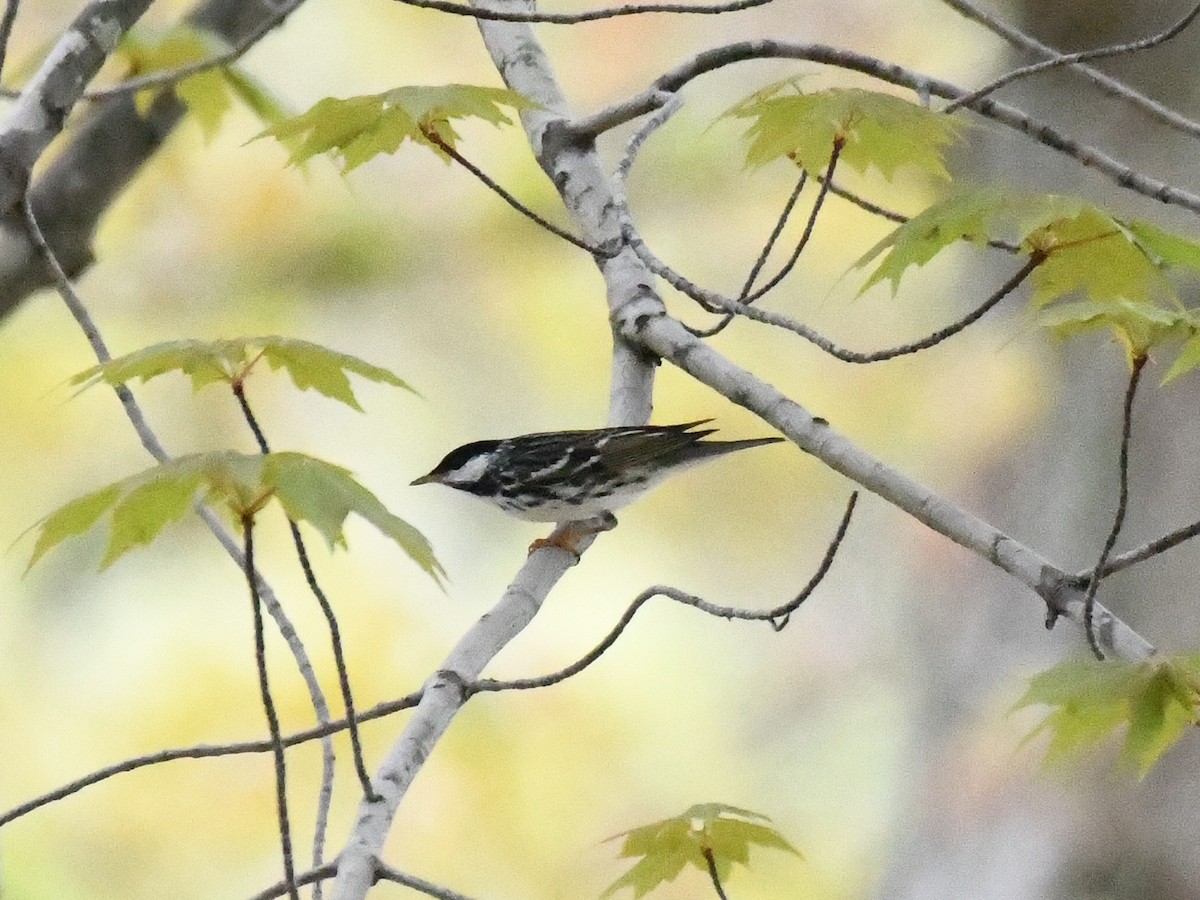 Blackpoll Warbler - ML636862654