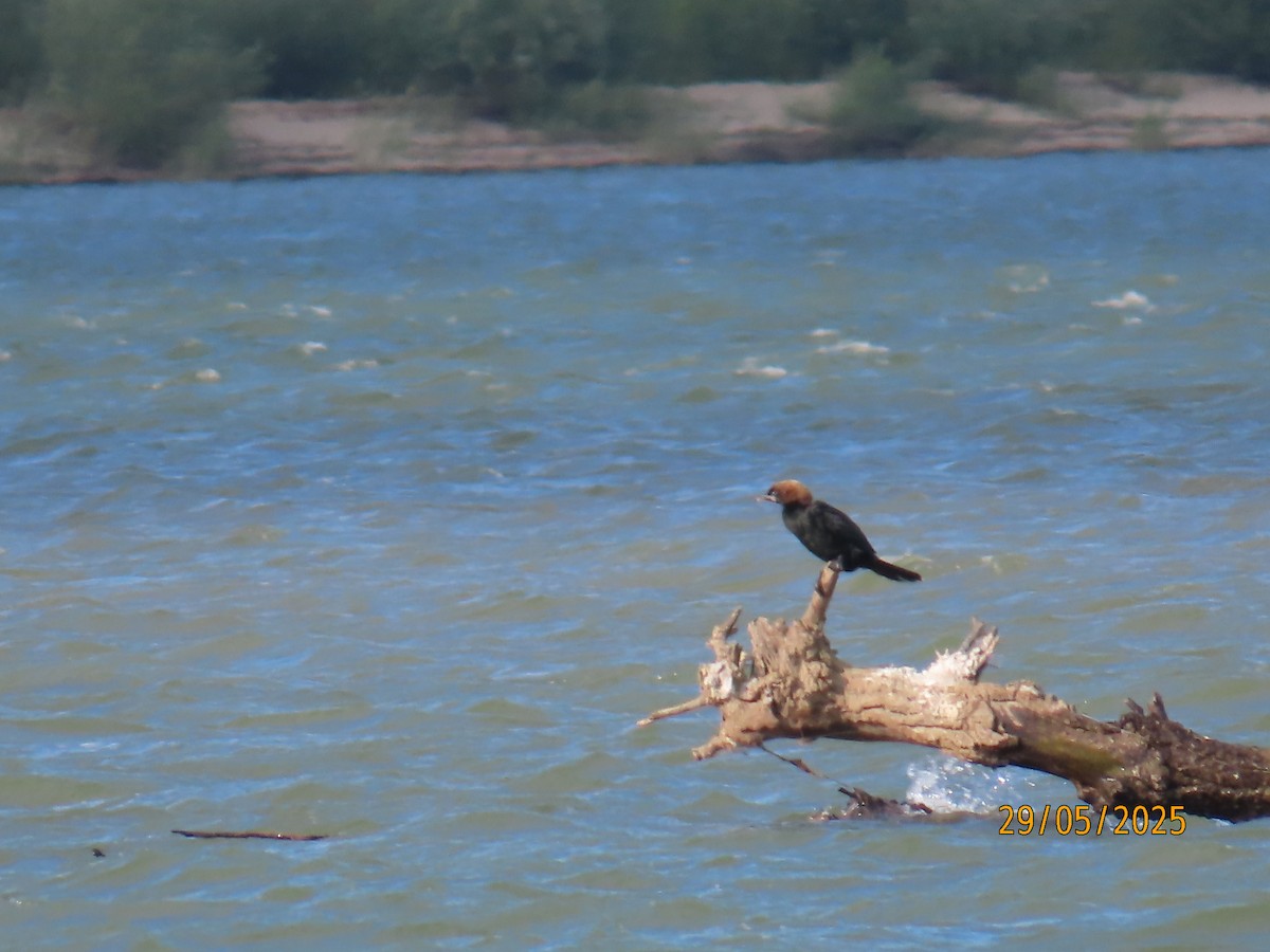 Pygmy Cormorant - ML636862700