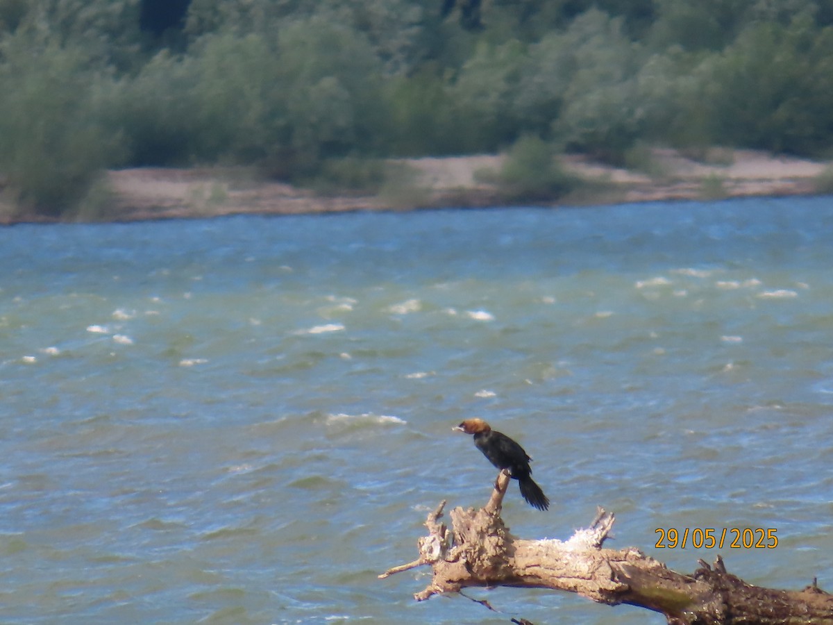 Pygmy Cormorant - ML636862701