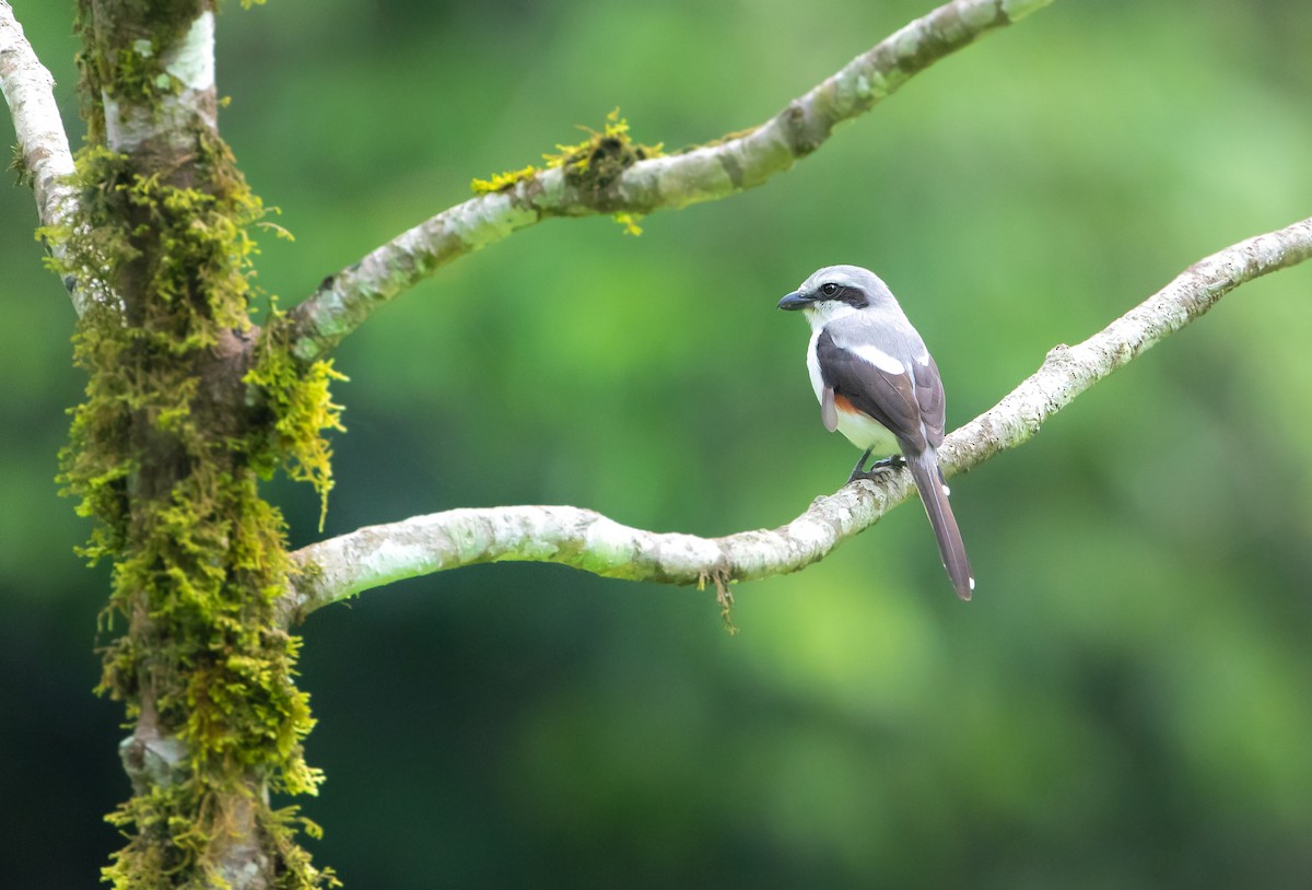 Mackinnon's Shrike - ML636862726