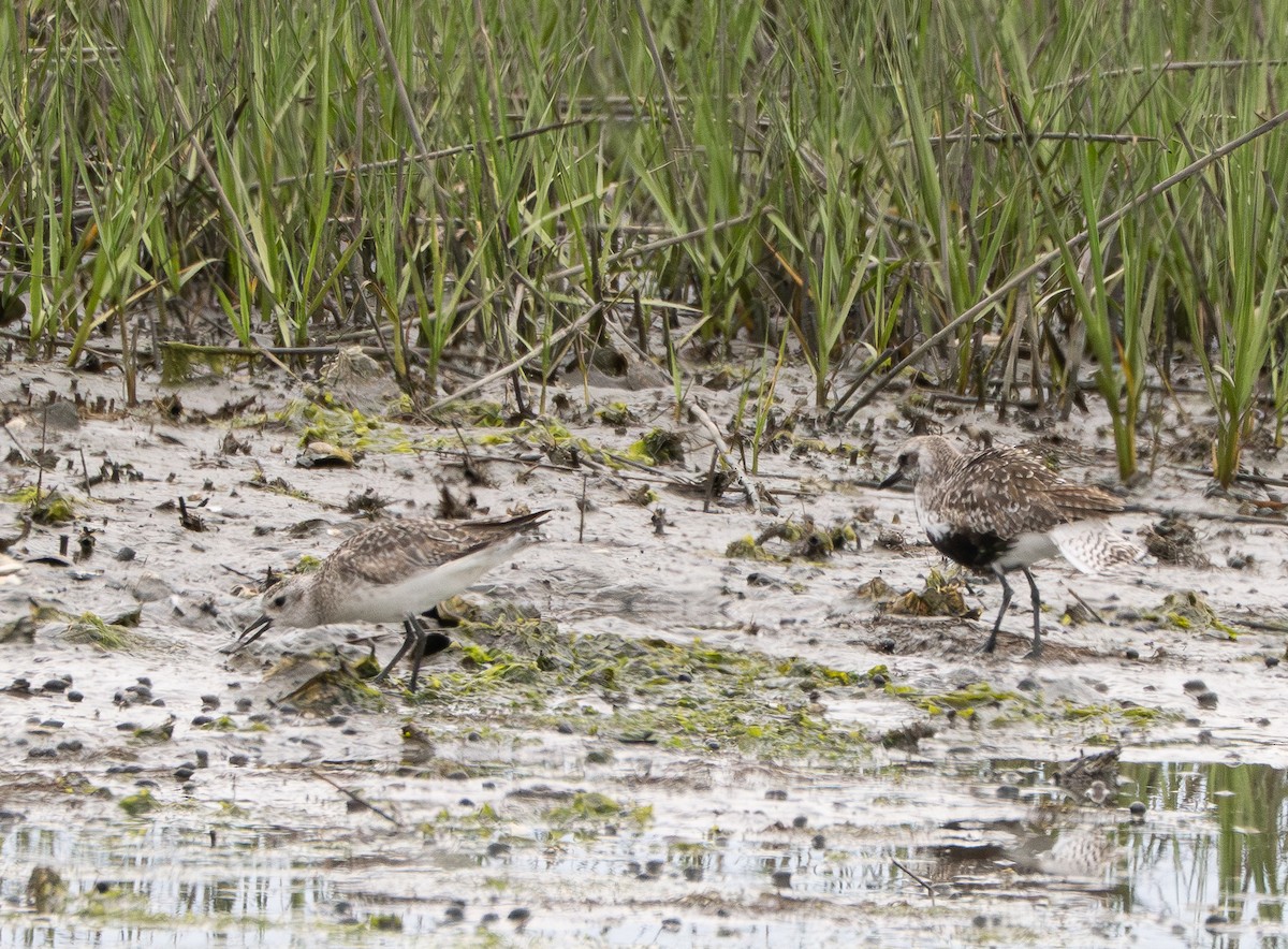 Black-bellied Plover - ML636862738