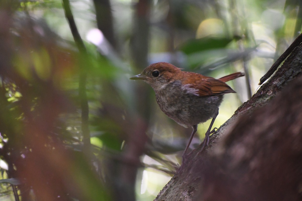 Okinawa Robin - ML636862861