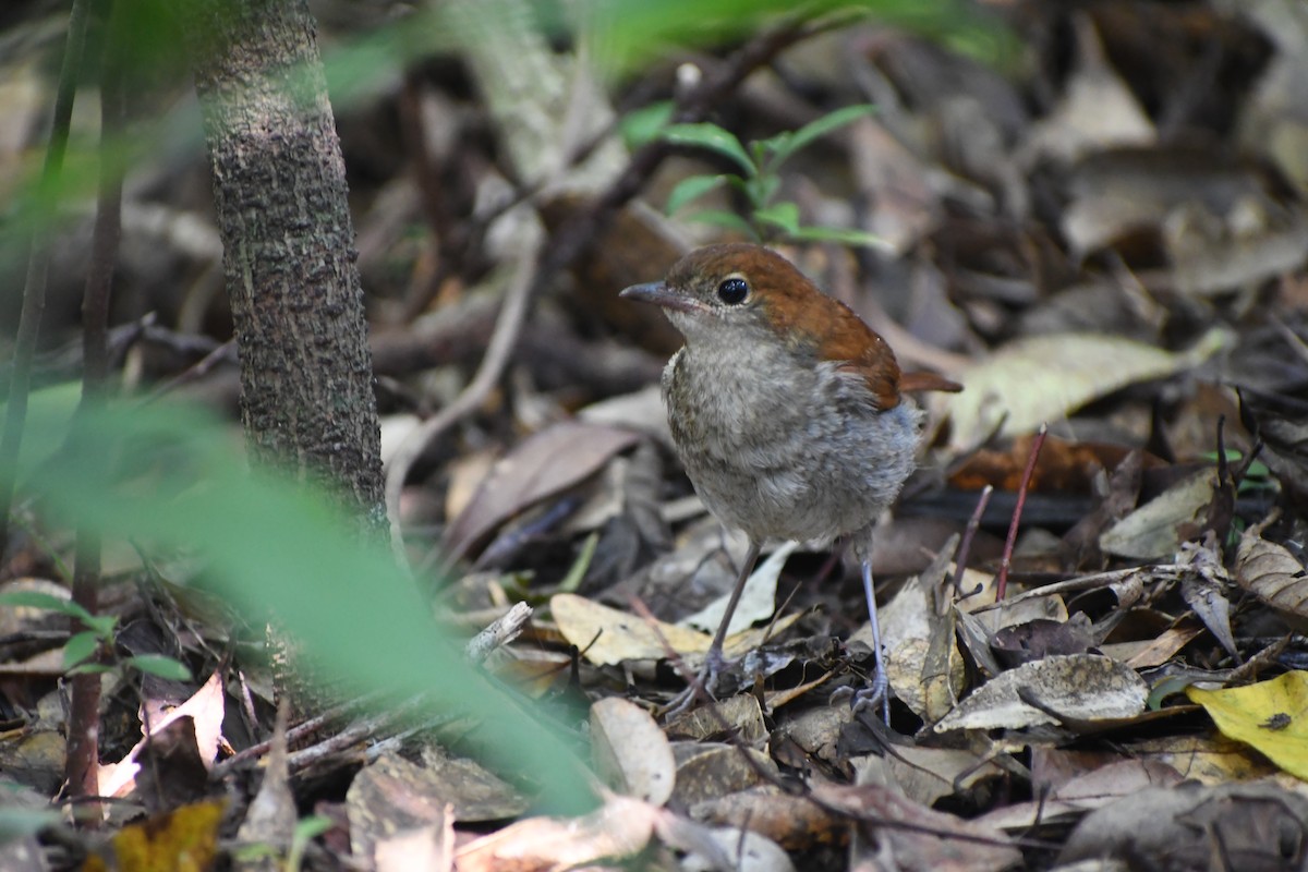 Okinawa Robin - ML636862882