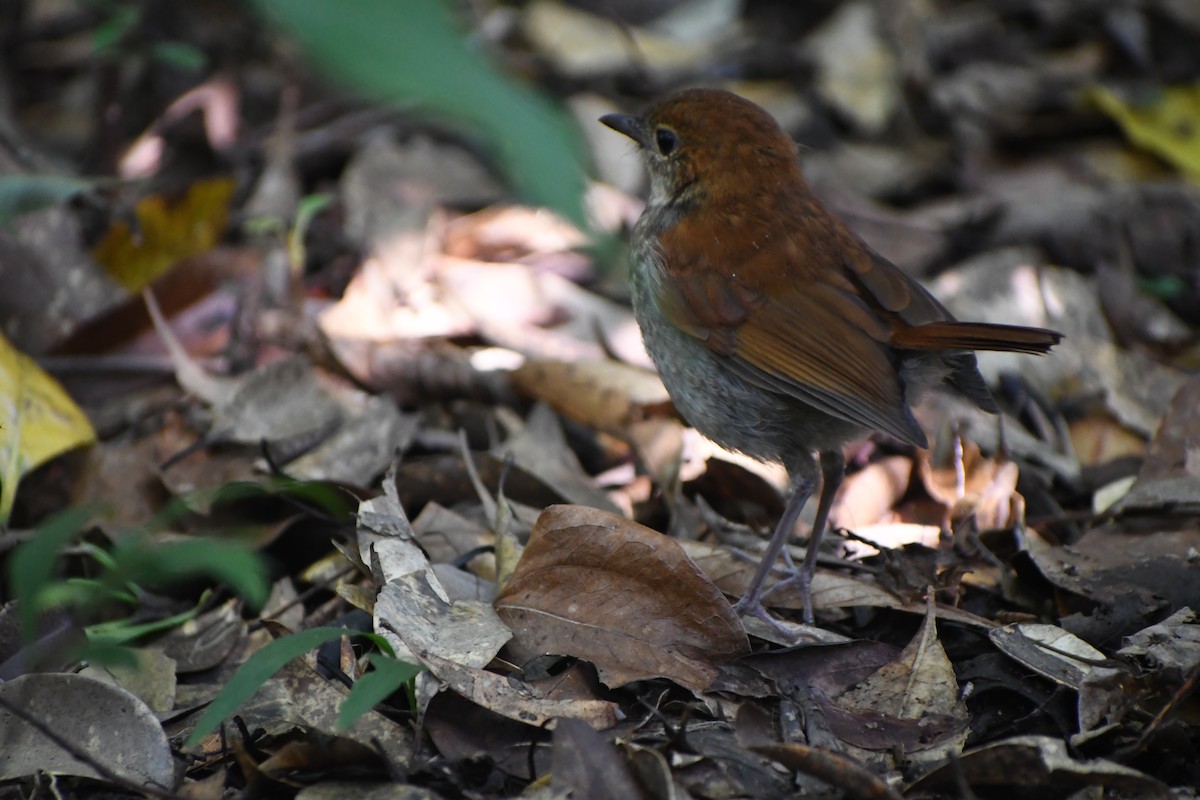 Okinawa Robin - ML636862886
