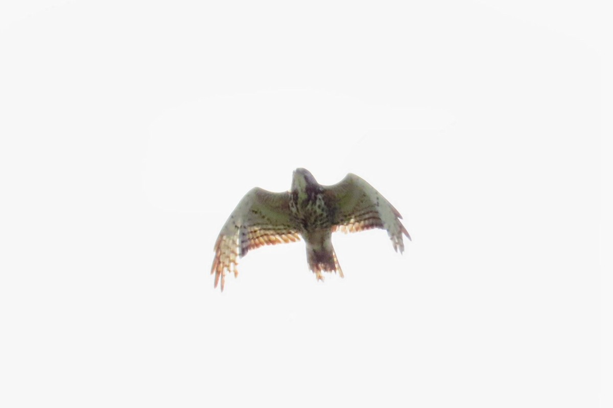 Broad-winged Hawk - ML636862906