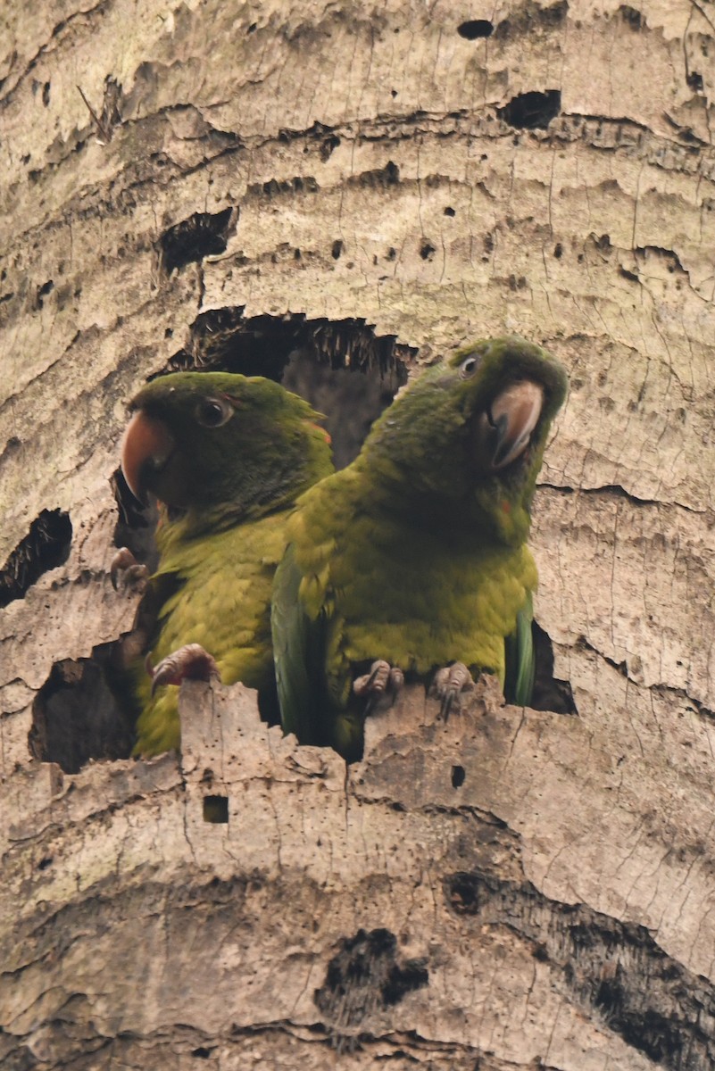 Pacific Parakeet - ML636862909