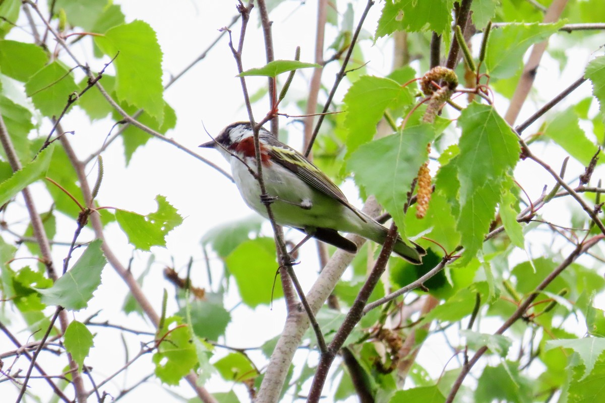 Chestnut-sided Warbler - ML636862917