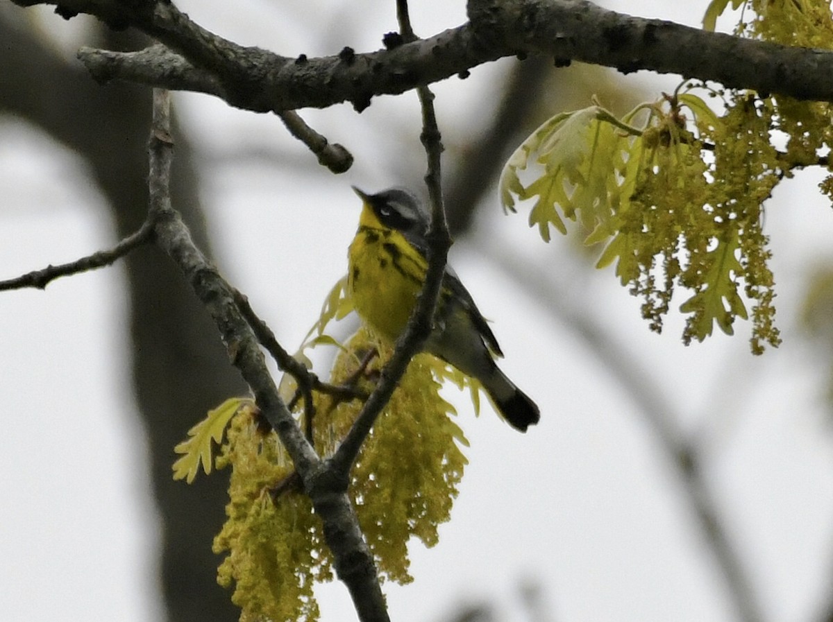 Magnolia Warbler - ML636862985