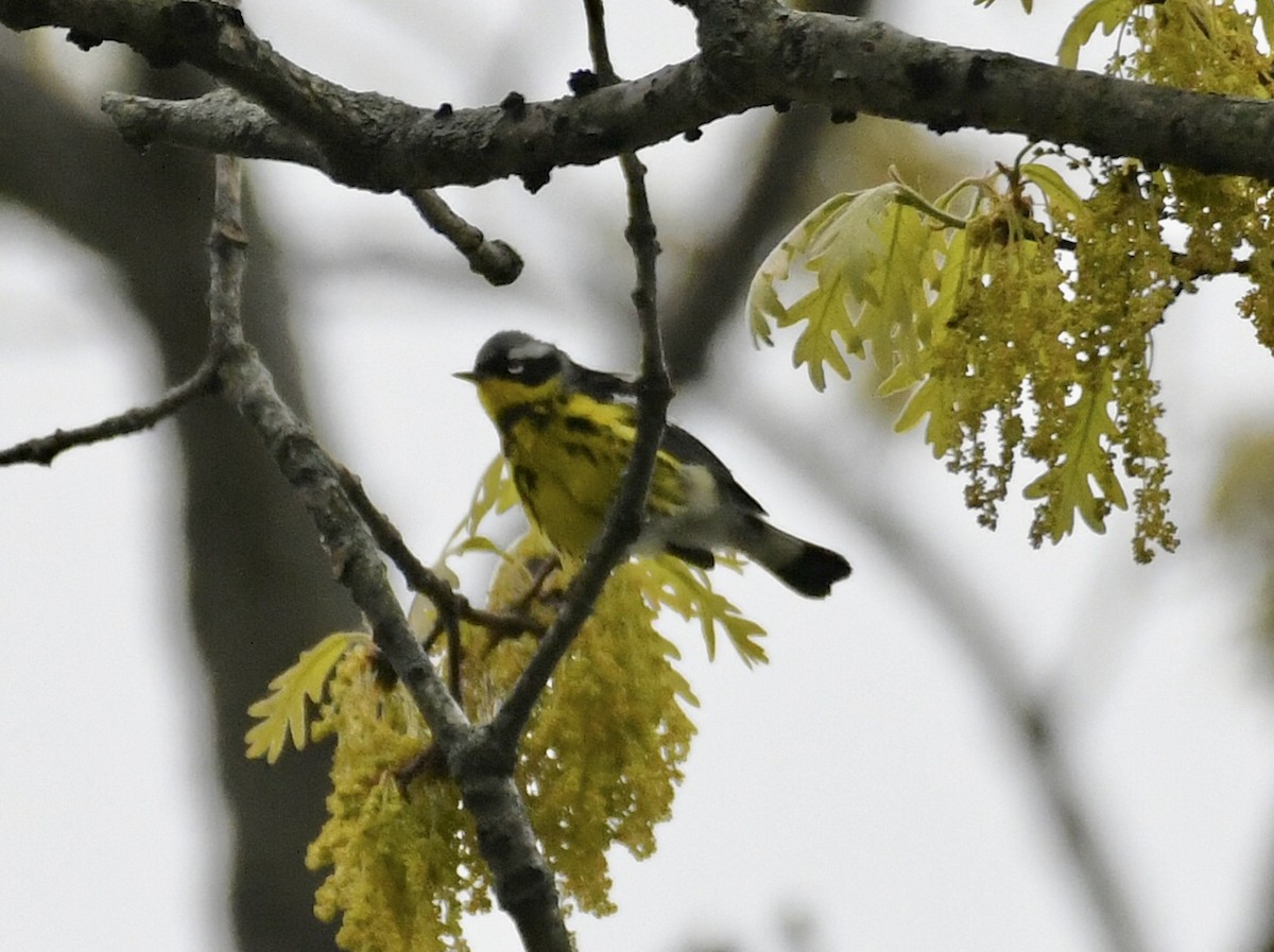 Magnolia Warbler - ML636862986