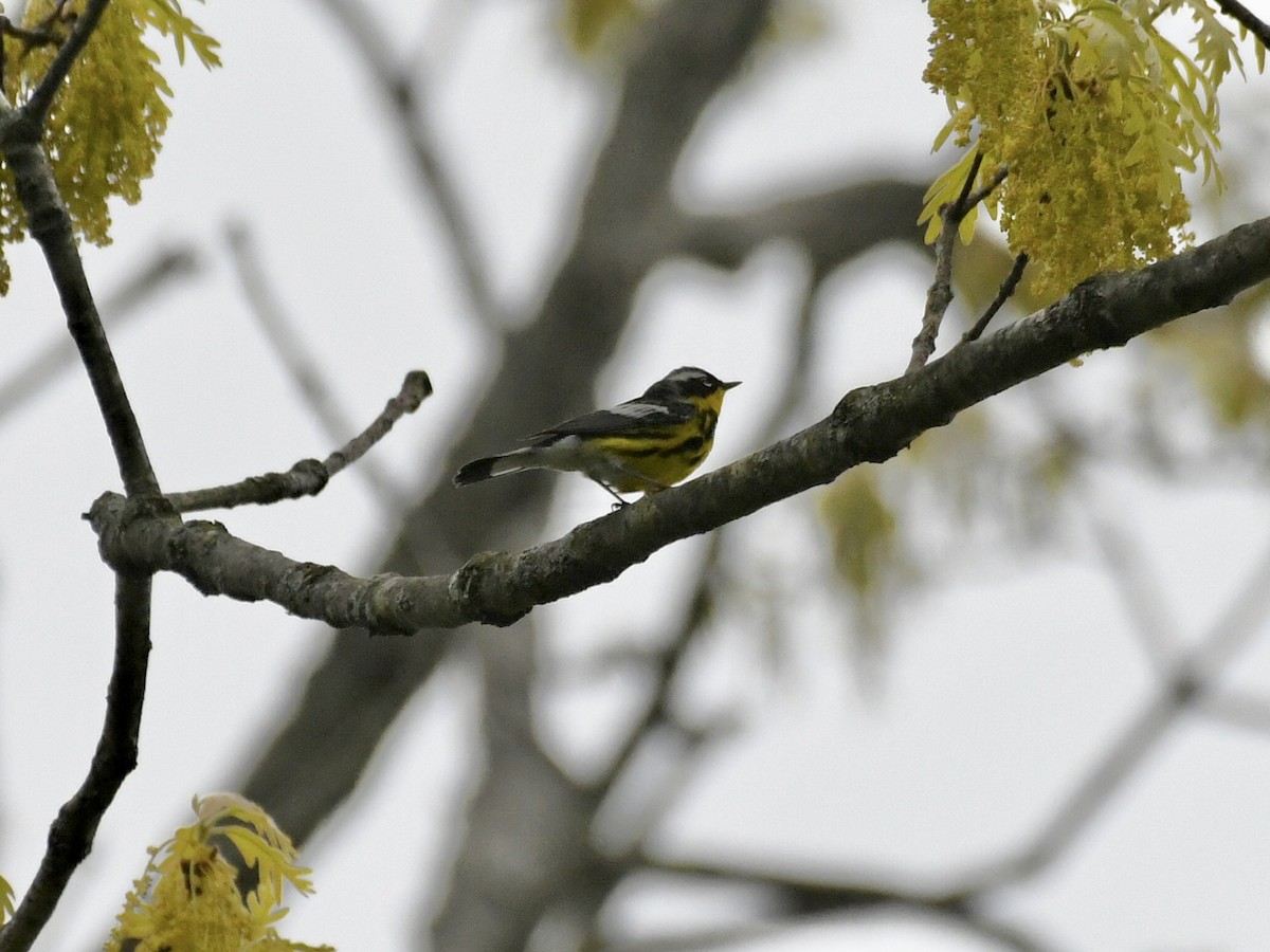 Magnolia Warbler - ML636862987