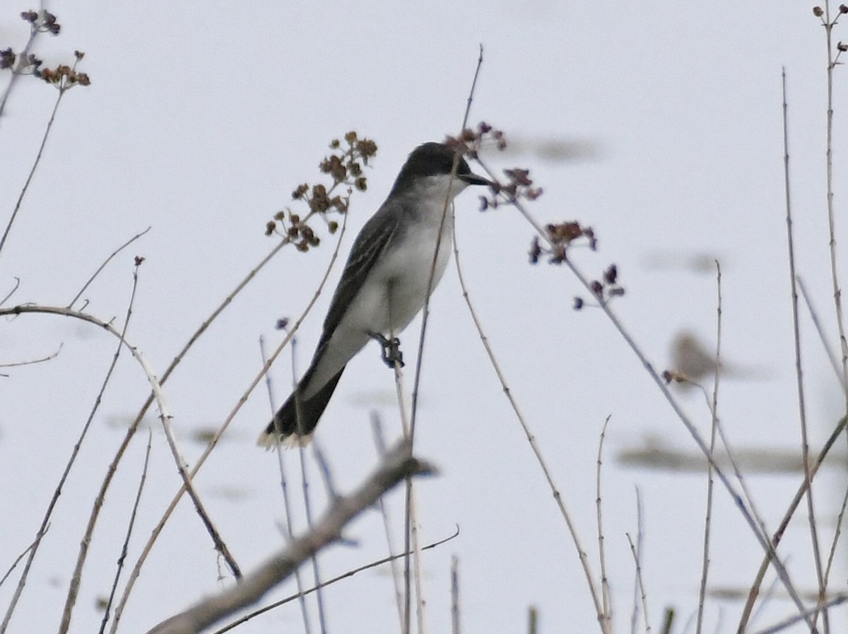 Eastern Kingbird - ML636862997