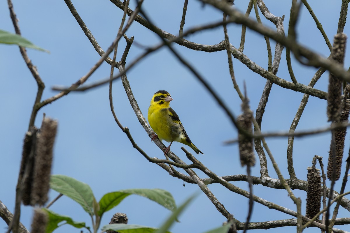Yellow-breasted Greenfinch - ML636863033