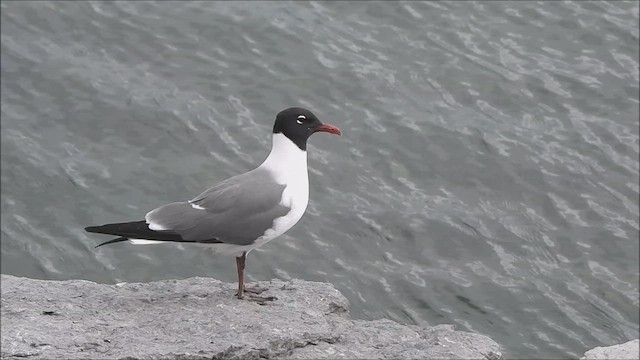 Antxeta mokogorri amerikarra - ML636863207