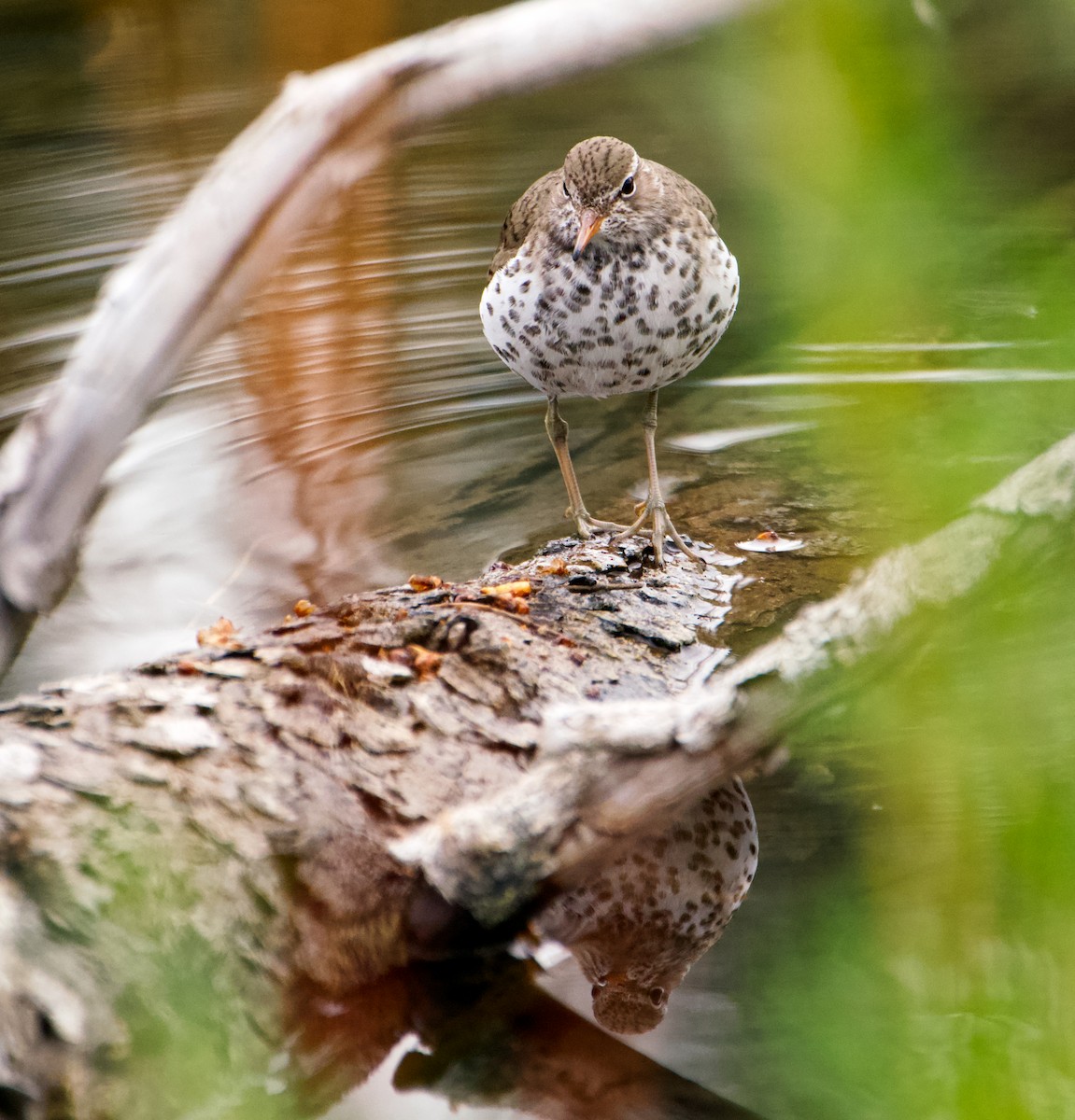 eBird Checklist - 31 May 2025 - Pine Grove PRA--Jumpingpound Loop Trail ...