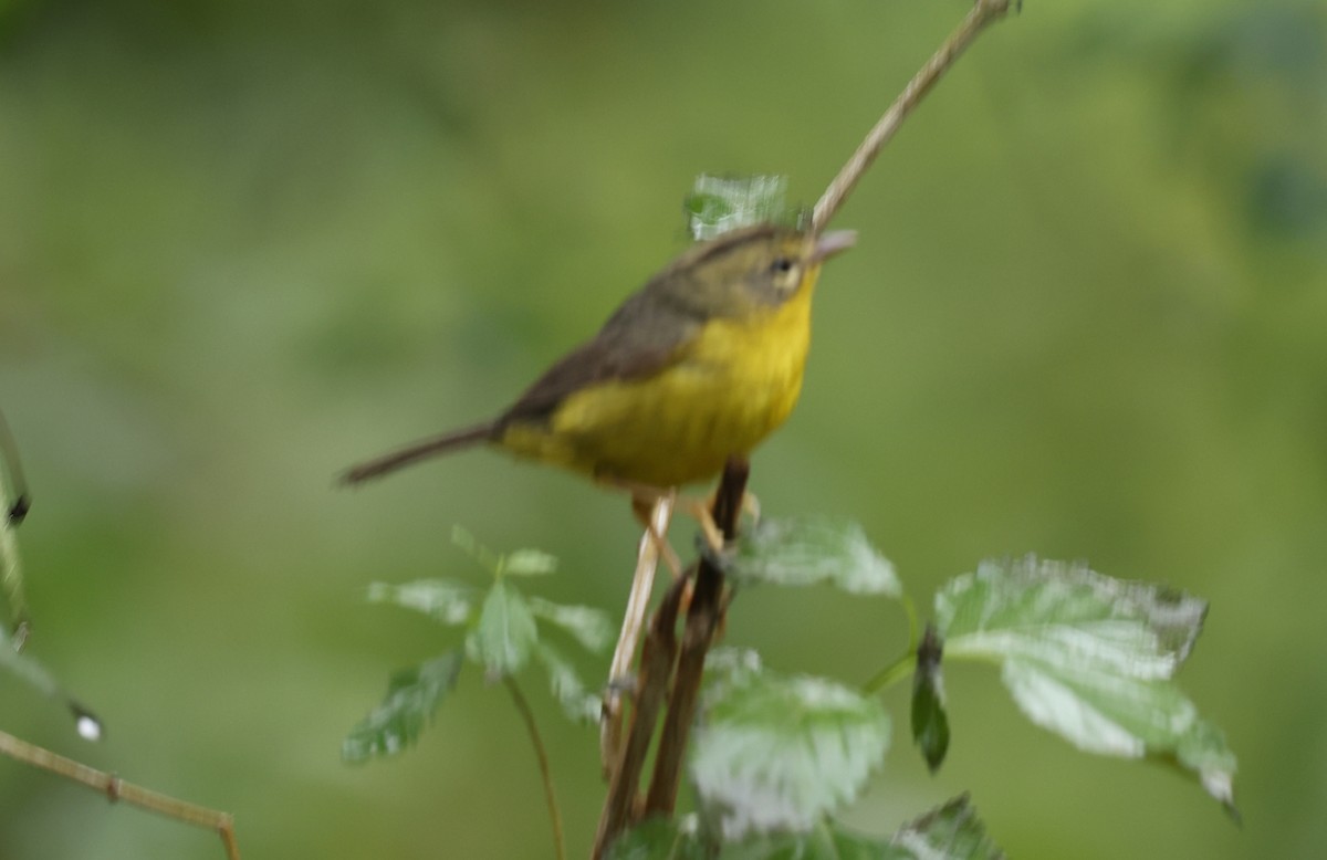 Golden-crowned Warbler - ML636863479