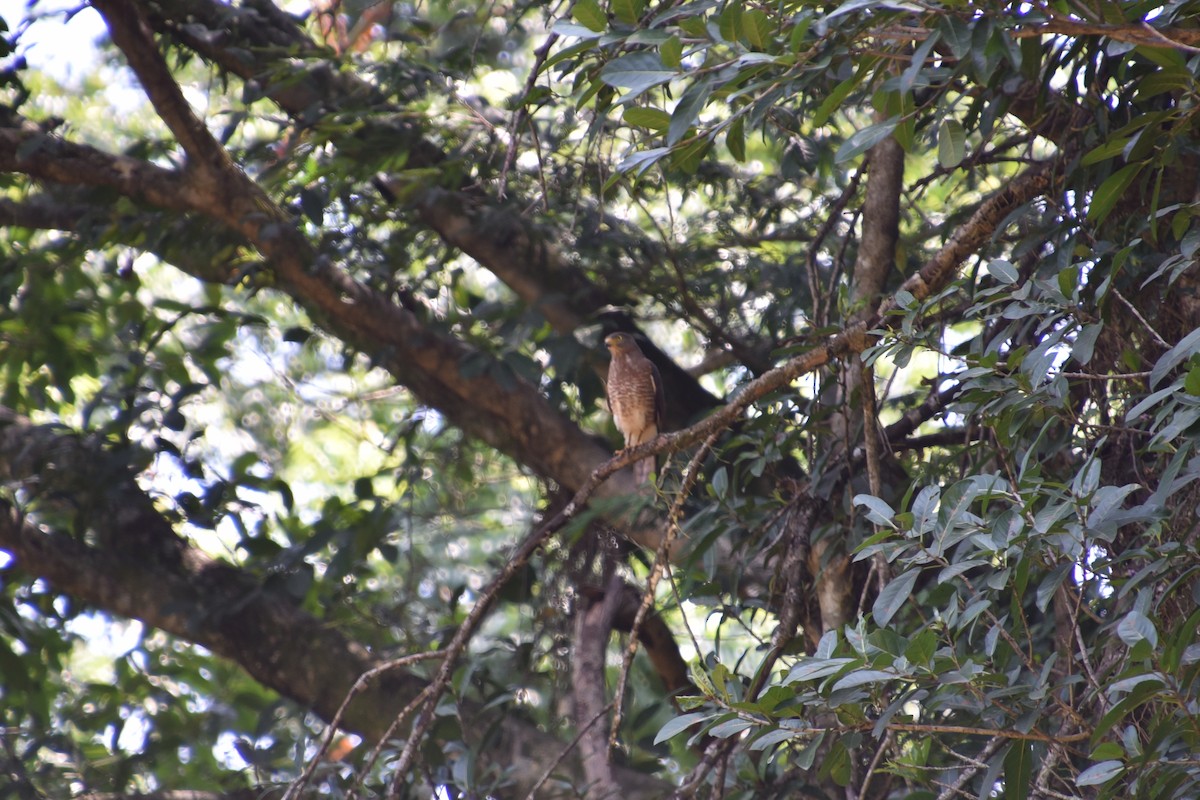 Roadside Hawk - ML636863604
