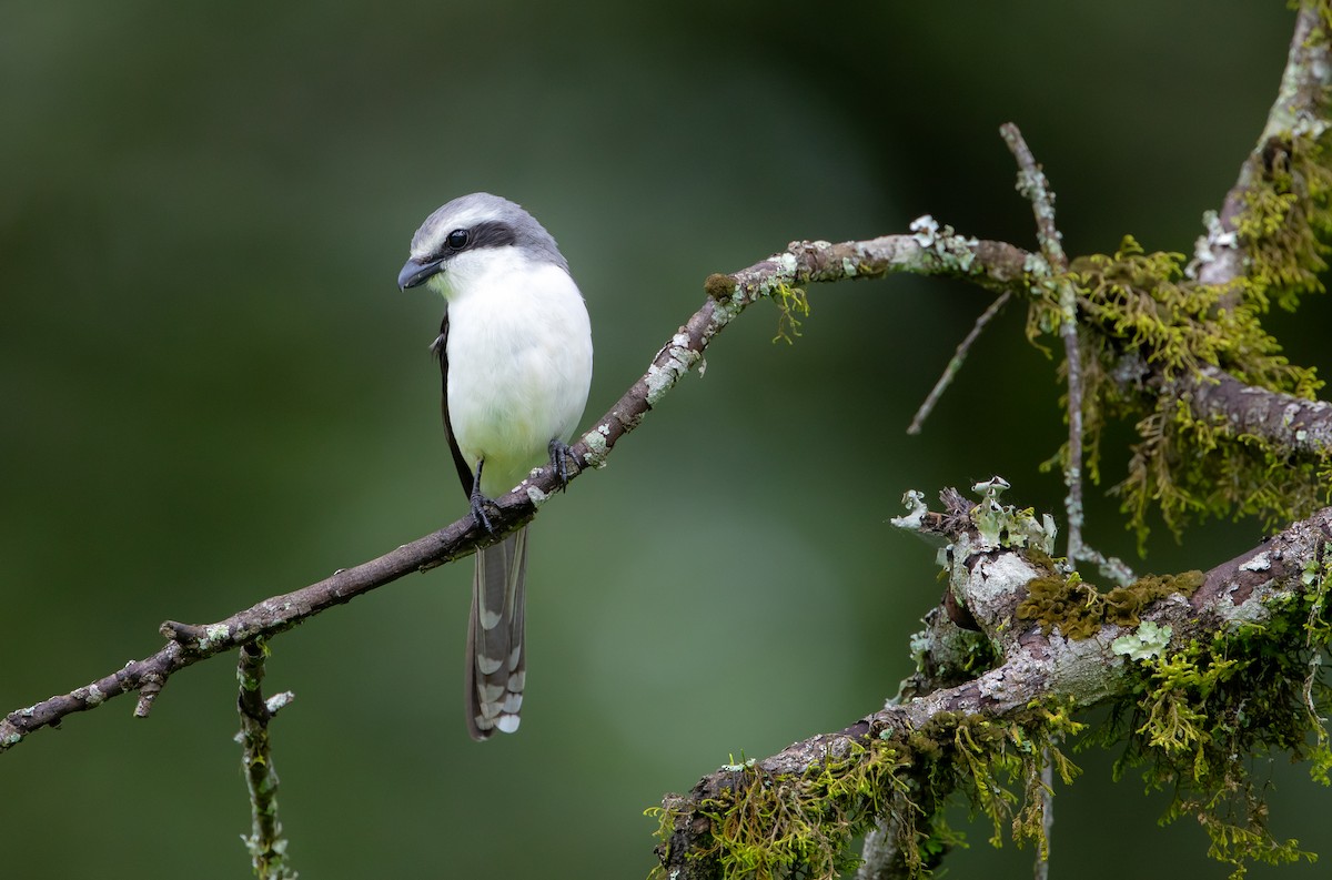 Mackinnon's Shrike - ML636863655
