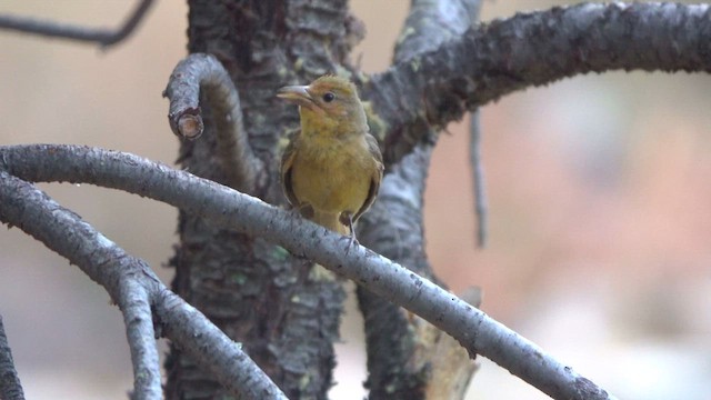 Summer Tanager - ML636863663