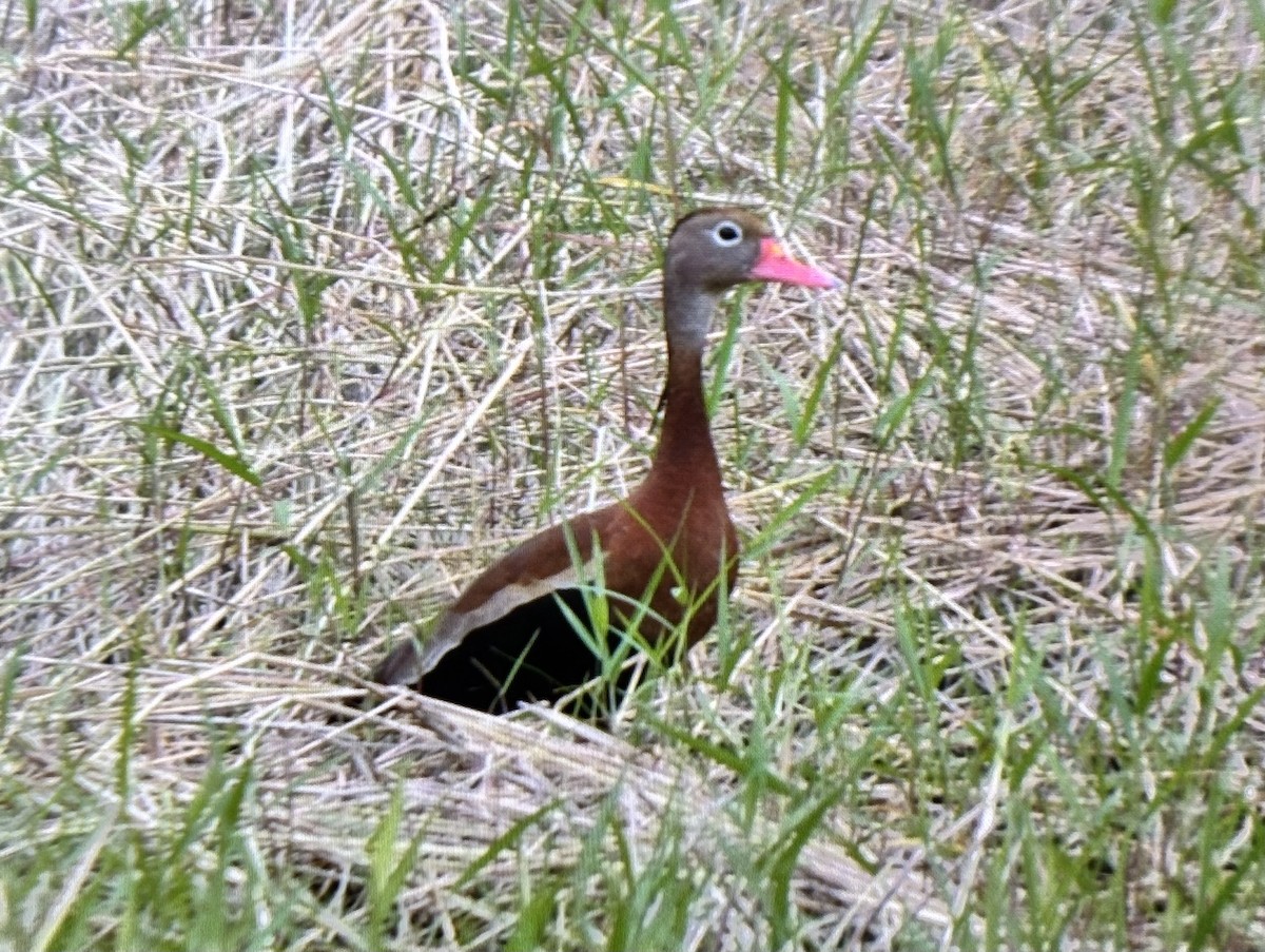 Black-bellied Whistling-Duck - ML636863693