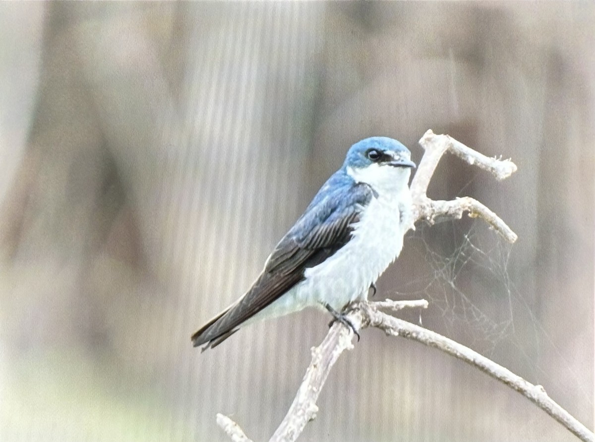 Mangrove Swallow - ML636863700