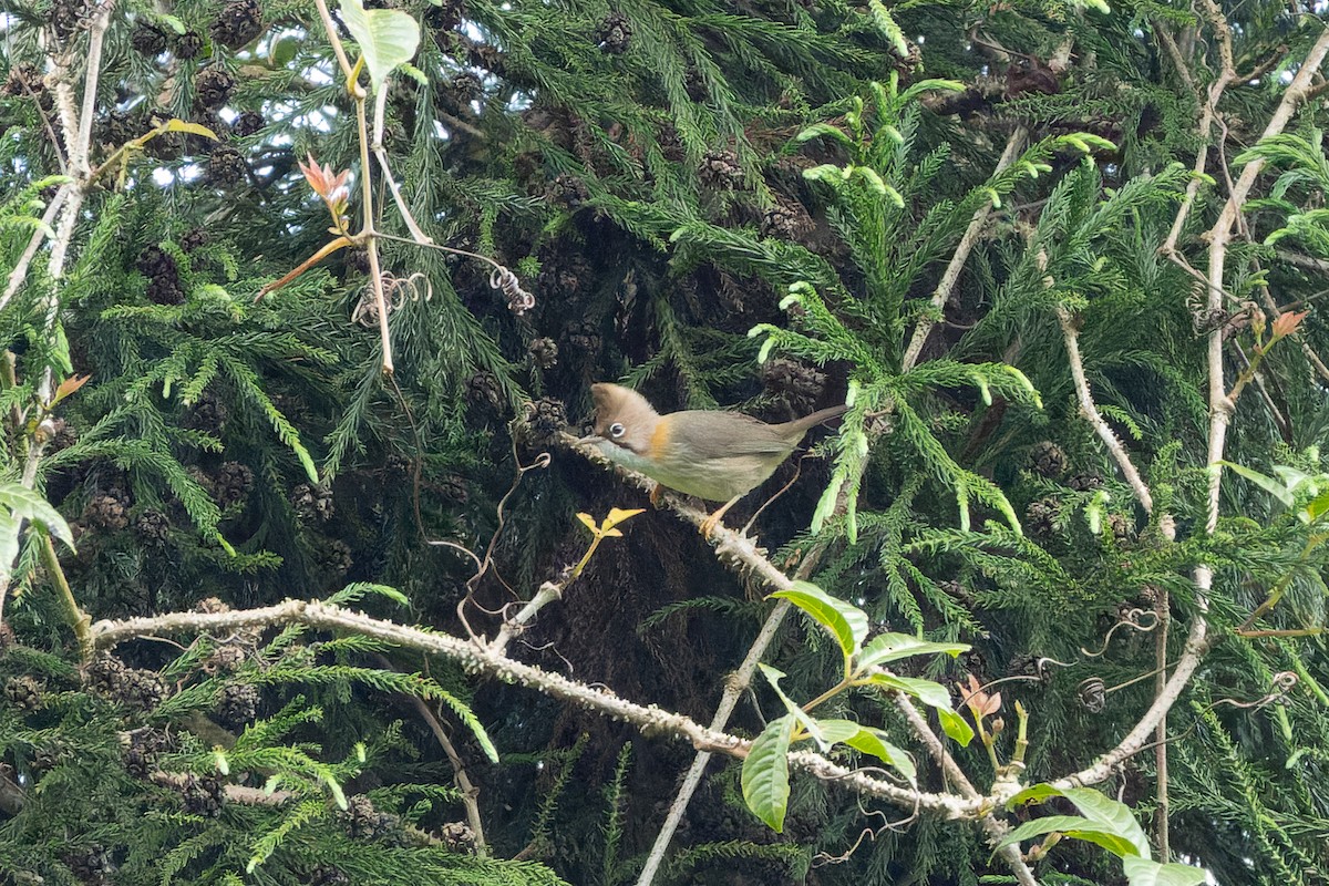 Yuhina Bigotuda - ML636863776