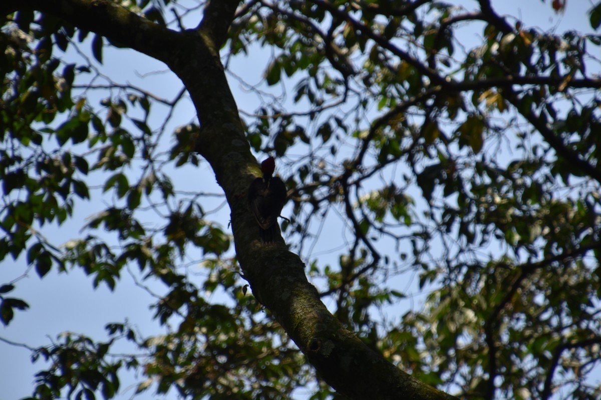 Pale-billed Woodpecker - ML636863778
