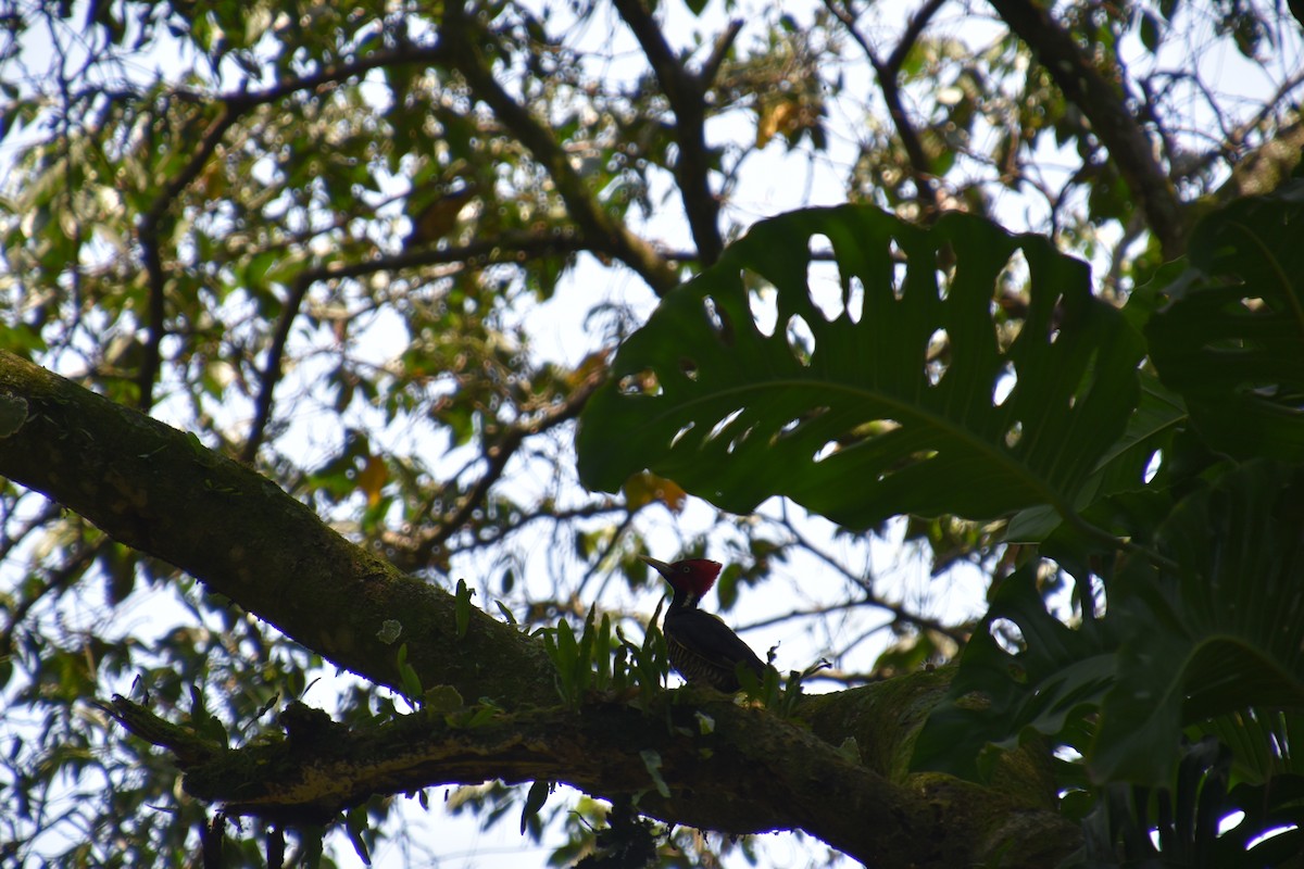 Pale-billed Woodpecker - ML636863783