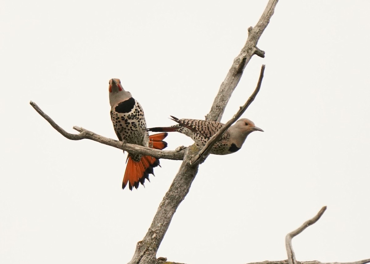 Carpintero Escapulario - ML636863819