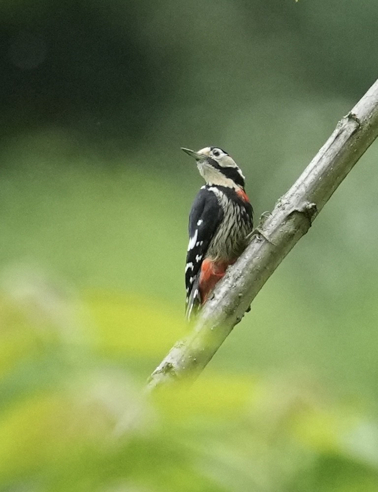 Necklaced Woodpecker - ML636863883
